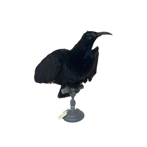 Viktoria-Paradiesvogel antik präparat (mann)