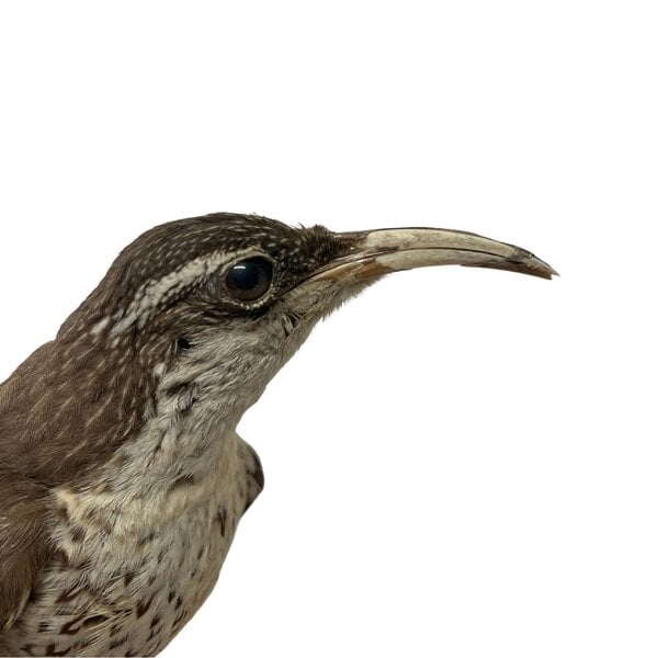 Mounted Victoria's riflebird antique (female)