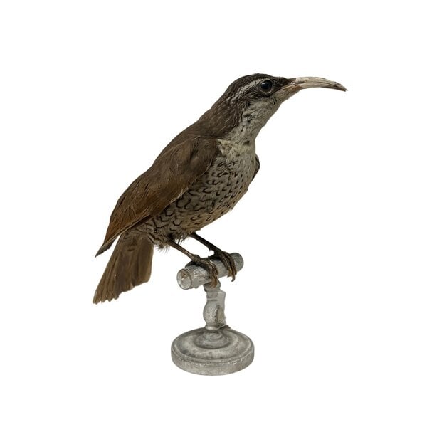 Opgezette antieke Victoria's Geweervogel (Vrouw)