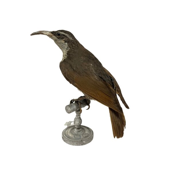 Opgezette antieke Victoria's Geweervogel (Vrouw)