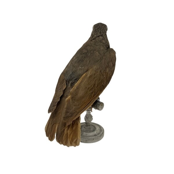 Opgezette antieke Victoria's Geweervogel (Vrouw)