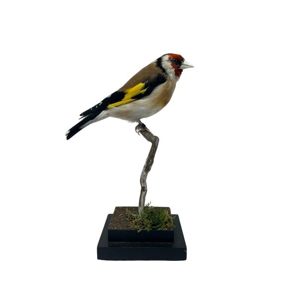 Stieglitz - beige Präparat (A)