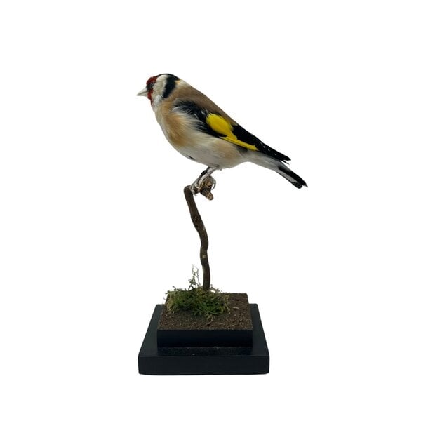 Mounted european goldfinch - beige`(A)