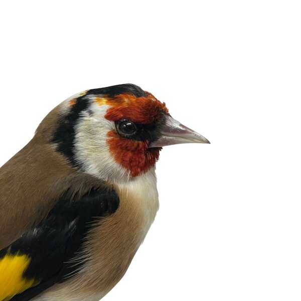 Mounted european goldfinch (B)