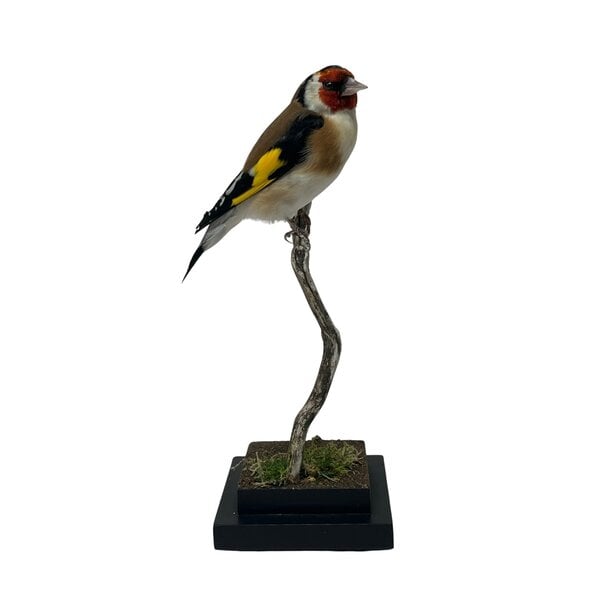 Opgezette putter - wildkleur (B)