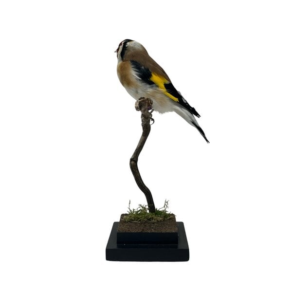 Mounted european goldfinch (B)