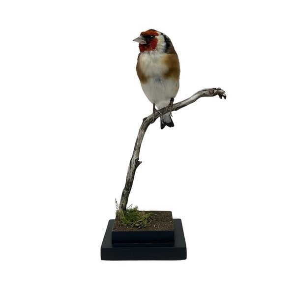 Opgezette putter - wildkleur (B)