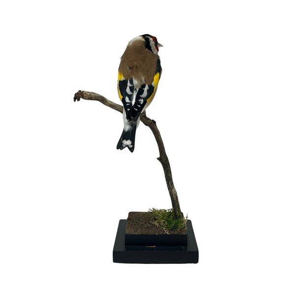 Mounted european goldfinch (B)