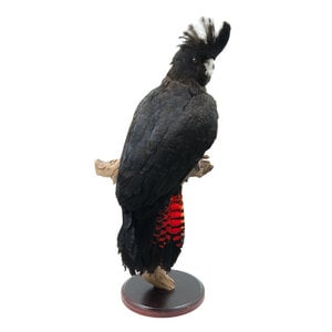 Mounted red-tailed black cockatoo