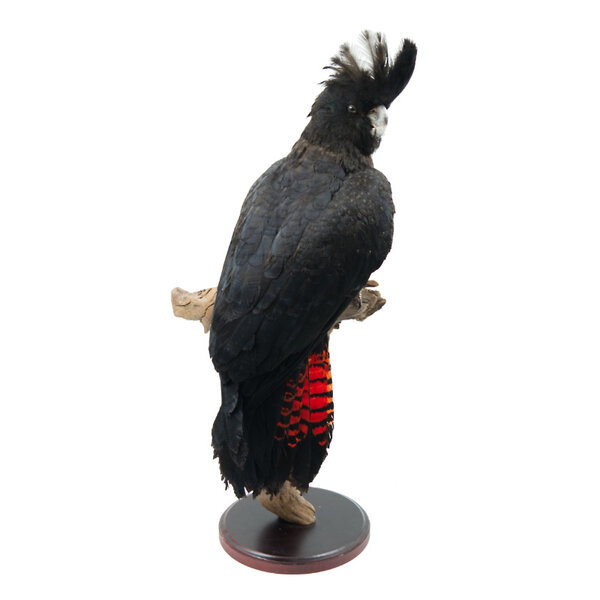 Mounted red-tailed black cockatoo