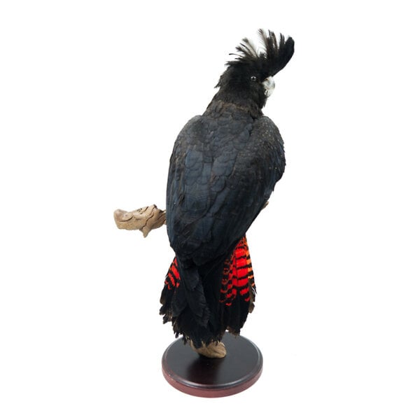 Opgezette Roodstaartraafkaketoe