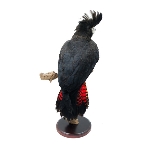 Präparierte Rotschwanz-Rabenkakadu