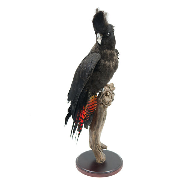 Mounted red-tailed black cockatoo