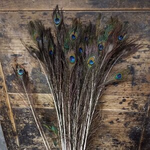 Bouquet of damaged peacock feathers - REDUCED