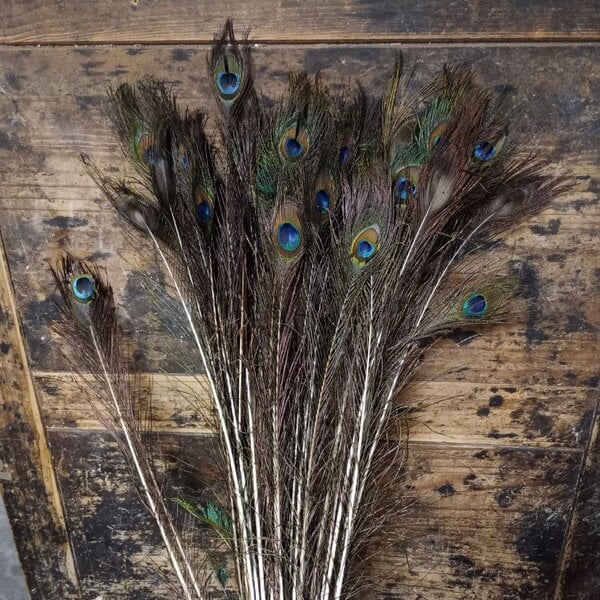 Bouquet of damaged peacock feathers - REDUCED