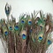 Bouquet of damaged peacock feathers - REDUCED