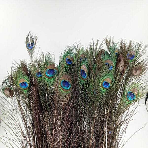 Boeket beschadigde pauwenveren - AFGEPRIJSD