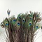 Bouquet of damaged peacock feathers - REDUCED
