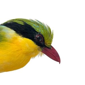 Mounted Indochinese green magpie