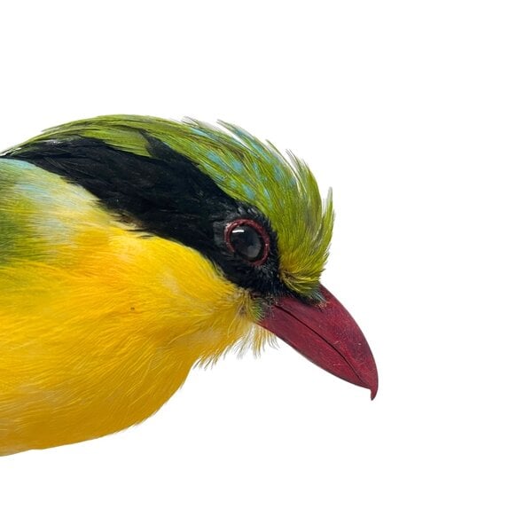 Mounted Indochinese green magpie