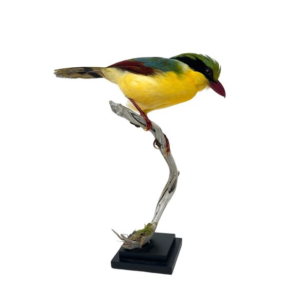 Mounted Indochinese green magpie