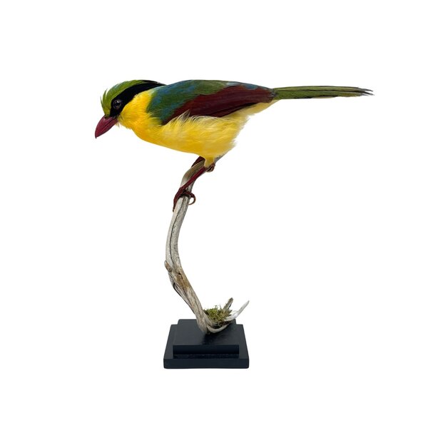 Opgezette Geelbuikkitta