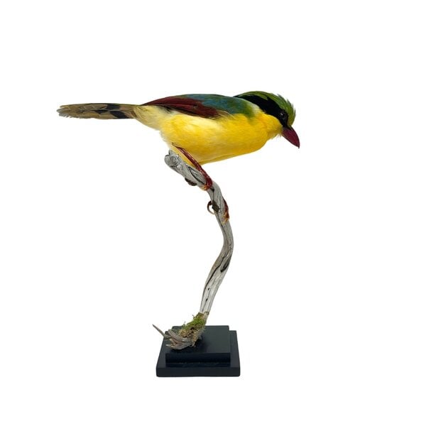 Mounted Indochinese green magpie