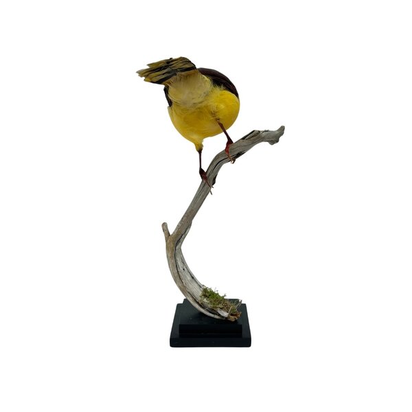 Mounted Indochinese green magpie