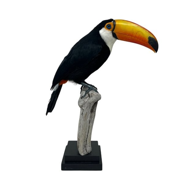 Mounted toco toucan