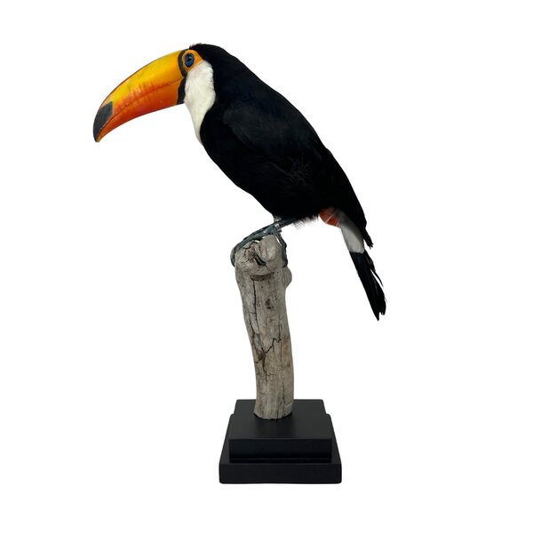 Mounted toco toucan