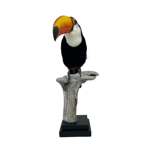 Mounted toco toucan