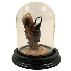 Glocke mit mit Xylotrupes gideon Käfer