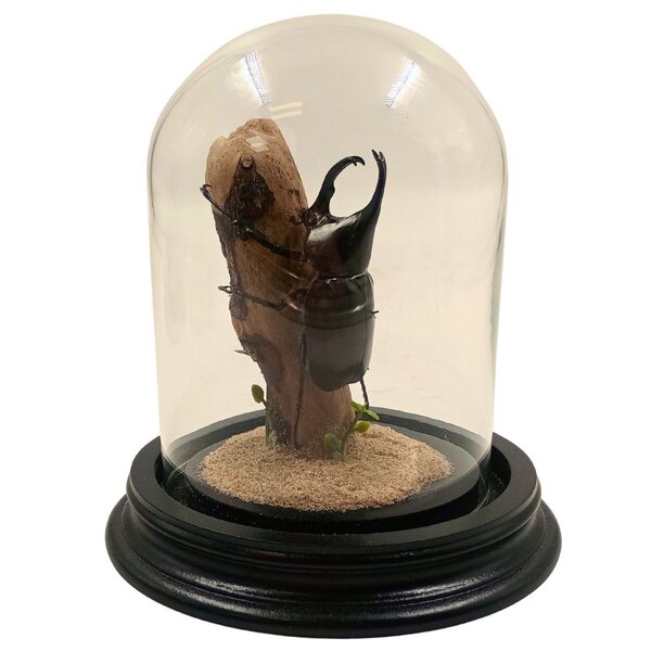 Dome with Xylotrupes gideon beetle