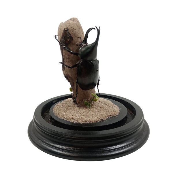 Glocke mit mit Xylotrupes gideon Käfer