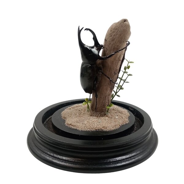 Stolp met Xylotrupes gideon kever