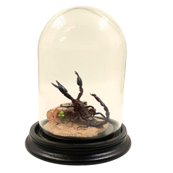 Dome with scorpion Heterometrus spinifer