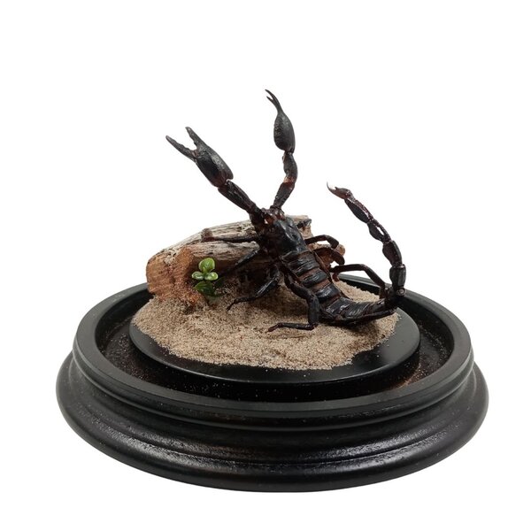 Glocke mit Skorpion Heterometrus spinifer