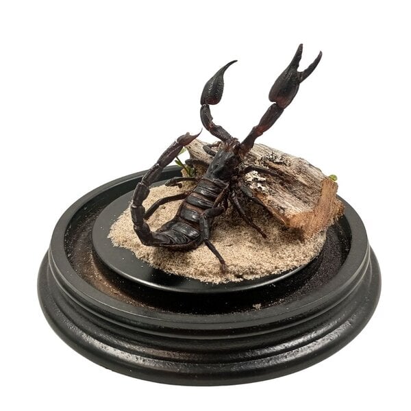 Glocke mit Skorpion Heterometrus spinifer