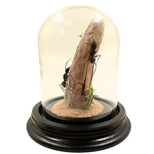 Glass dome with 2 large ants