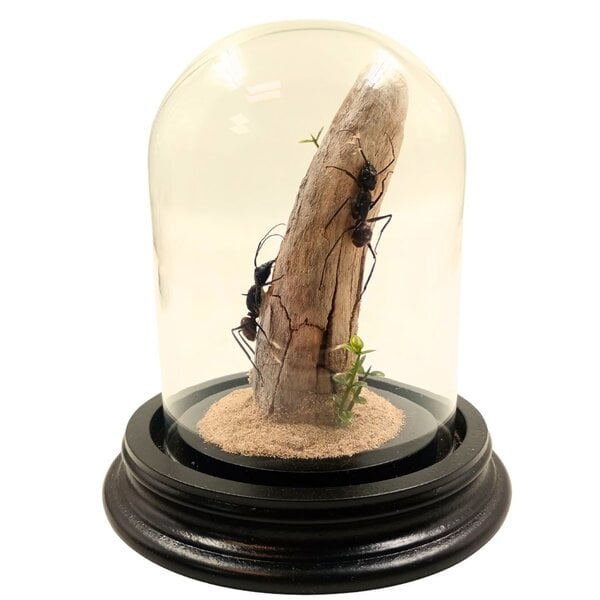 Glass dome with 2 large ants