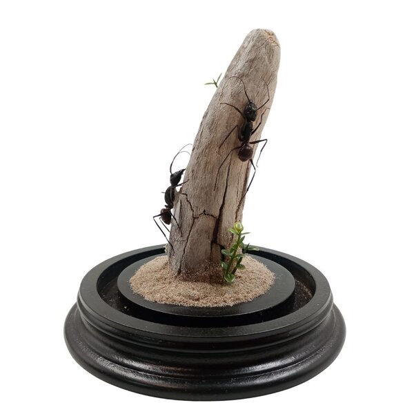 Glass dome with 2 large ants