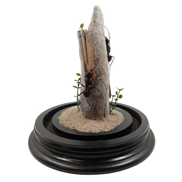 Glocke mit 2 große Ameisen