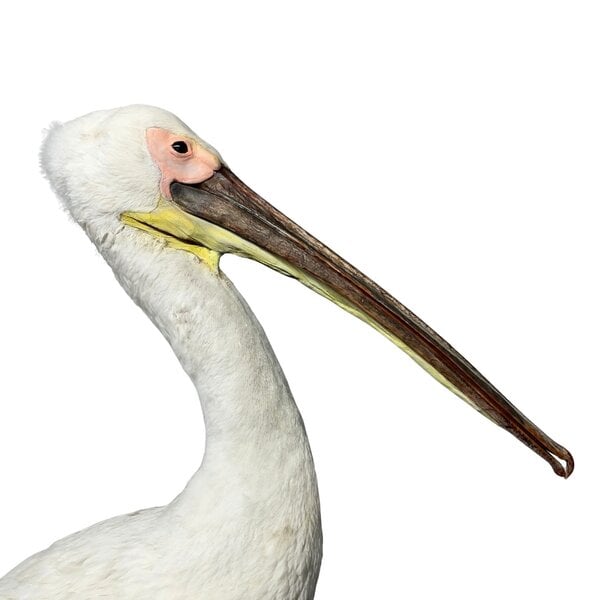 Mounted great white pelican