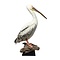 Mounted great white pelican