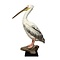 Mounted great white pelican