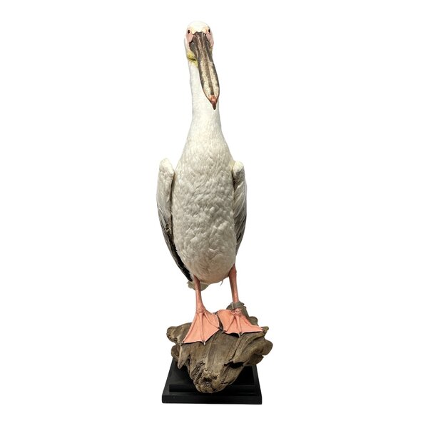 Opgezette roze pelikaan