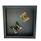 Mounted butterflies (2) in exclusive black wooden frame - Urania Ripheus