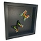 Mounted butterflies (2) in exclusive black wooden frame - Urania Ripheus