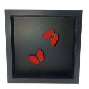 Opgezette vlinders (2) in elegante zwart houten lijst - Cymothoe Sangaris