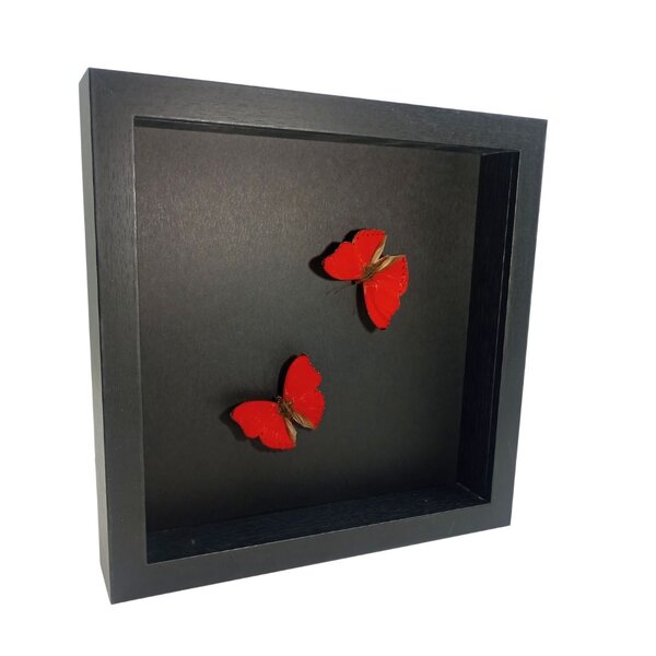 Mounted butterflies (2) in exclusive black wooden frame - Cymothoe Sangaris